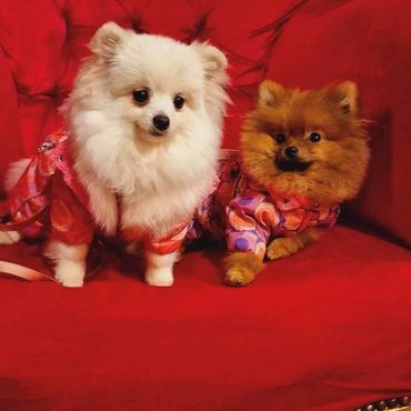 Frosty and Regbi are having a rest on their favourite chair