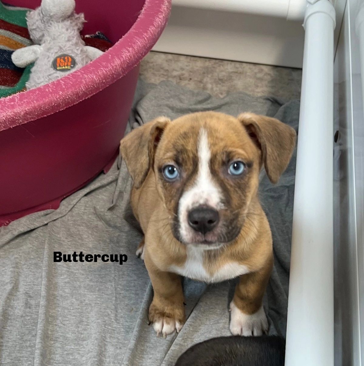 donate stuffed animals to animal shelters