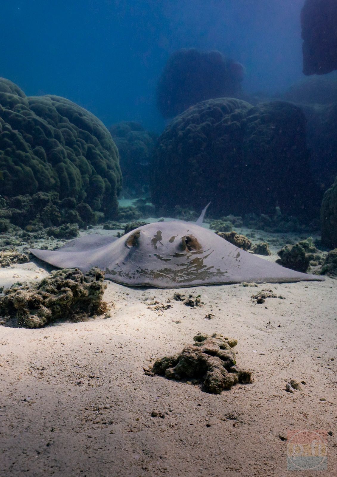 giant ray