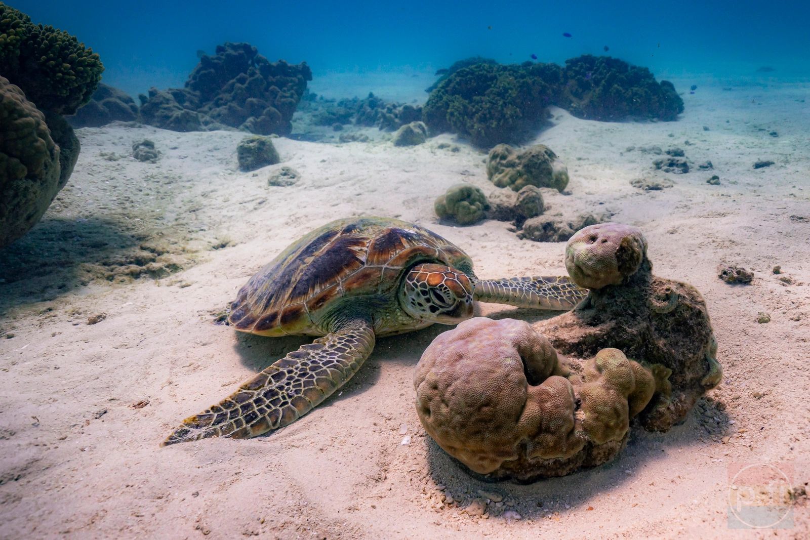 turtle