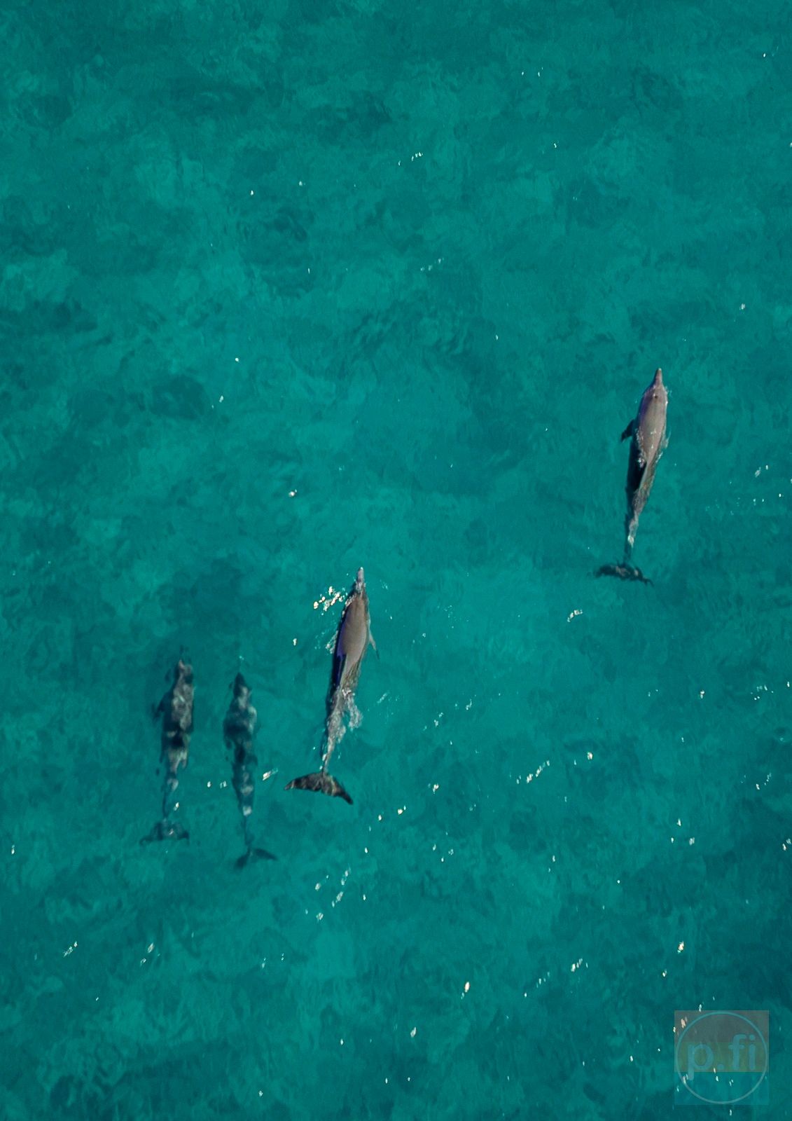 dolphins