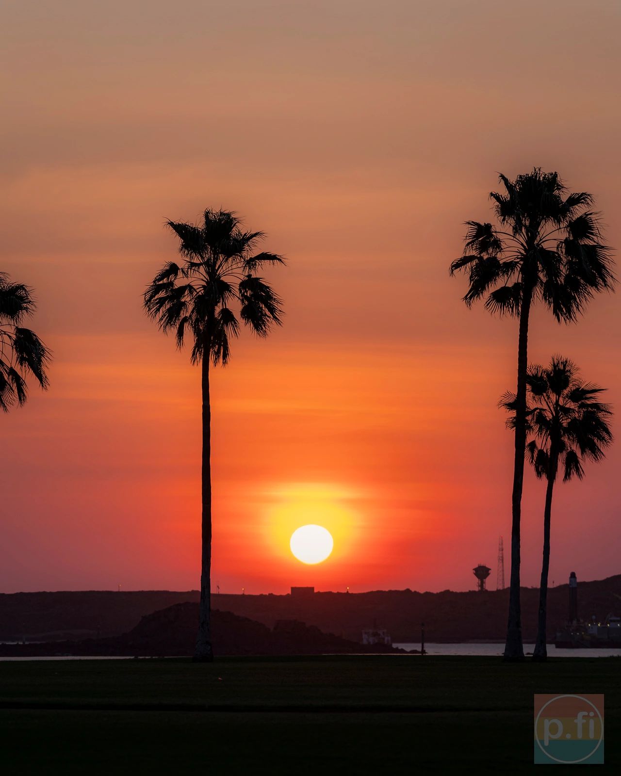 Dampier Palms
