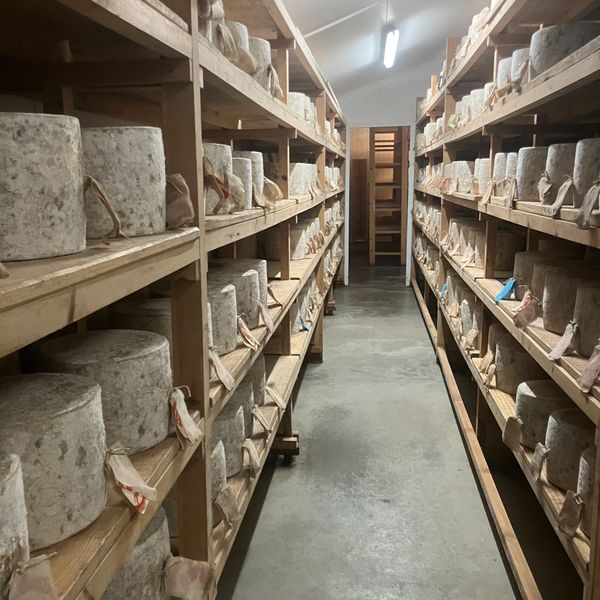 Shelves lined with cheese wheels aging in a controlled room.