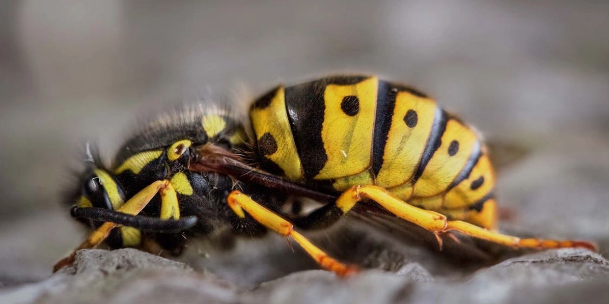 Wasp nest treatment