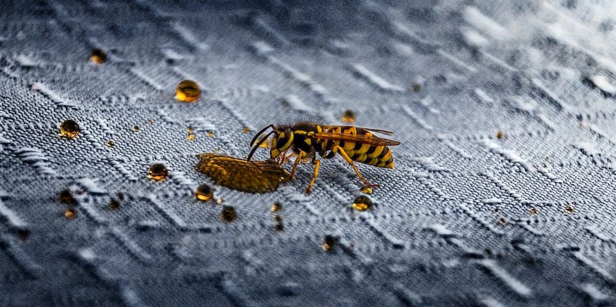 Wasp pest control