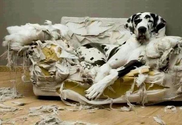 Great Dane on sofa