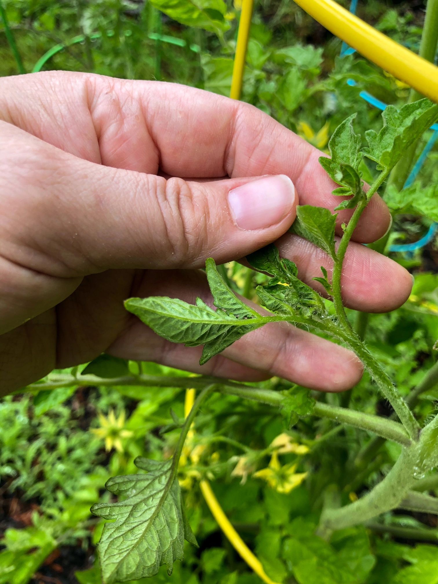 Pruning Tomato Vines