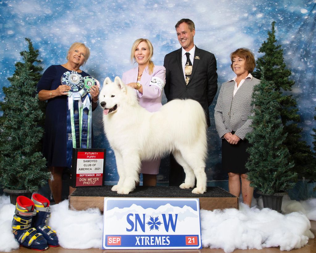 Jasper winning Best Futurity Puppy at the 2021 Samoyed Club Of America National Specialty in Greeley