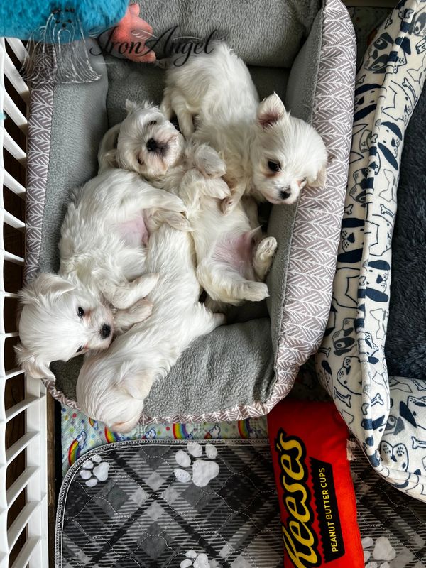 The four babies sleeping together