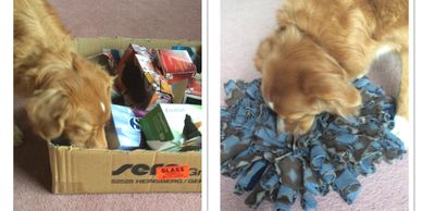 Enrichment Activities - Gemma & cardboard Chaos. Sophie & Snuffle Mat.