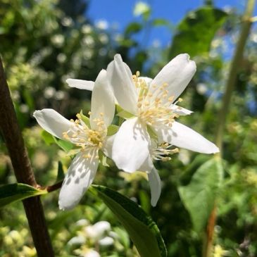 Close-up of white flowers blooming on a green plant under blue sky.