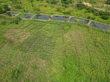 Aerial view of green agricultural fields with water channels.