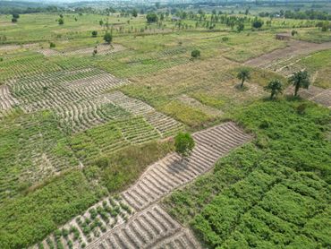 Aerial view of agricultural fields with varied crops and greenery.
