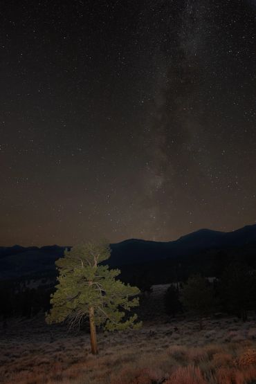 A lone tree under a star-filled night sky with mountains in the background.
