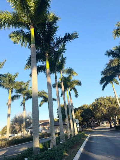 Tall palm trees lining a sunny street.