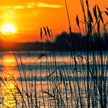 Picture of a lake, a sunset, and overgrown plants.