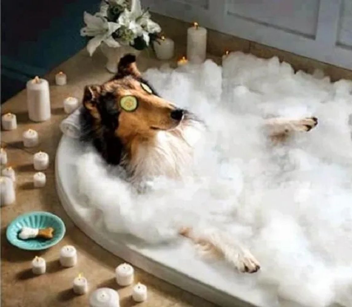 Dog spa on sale