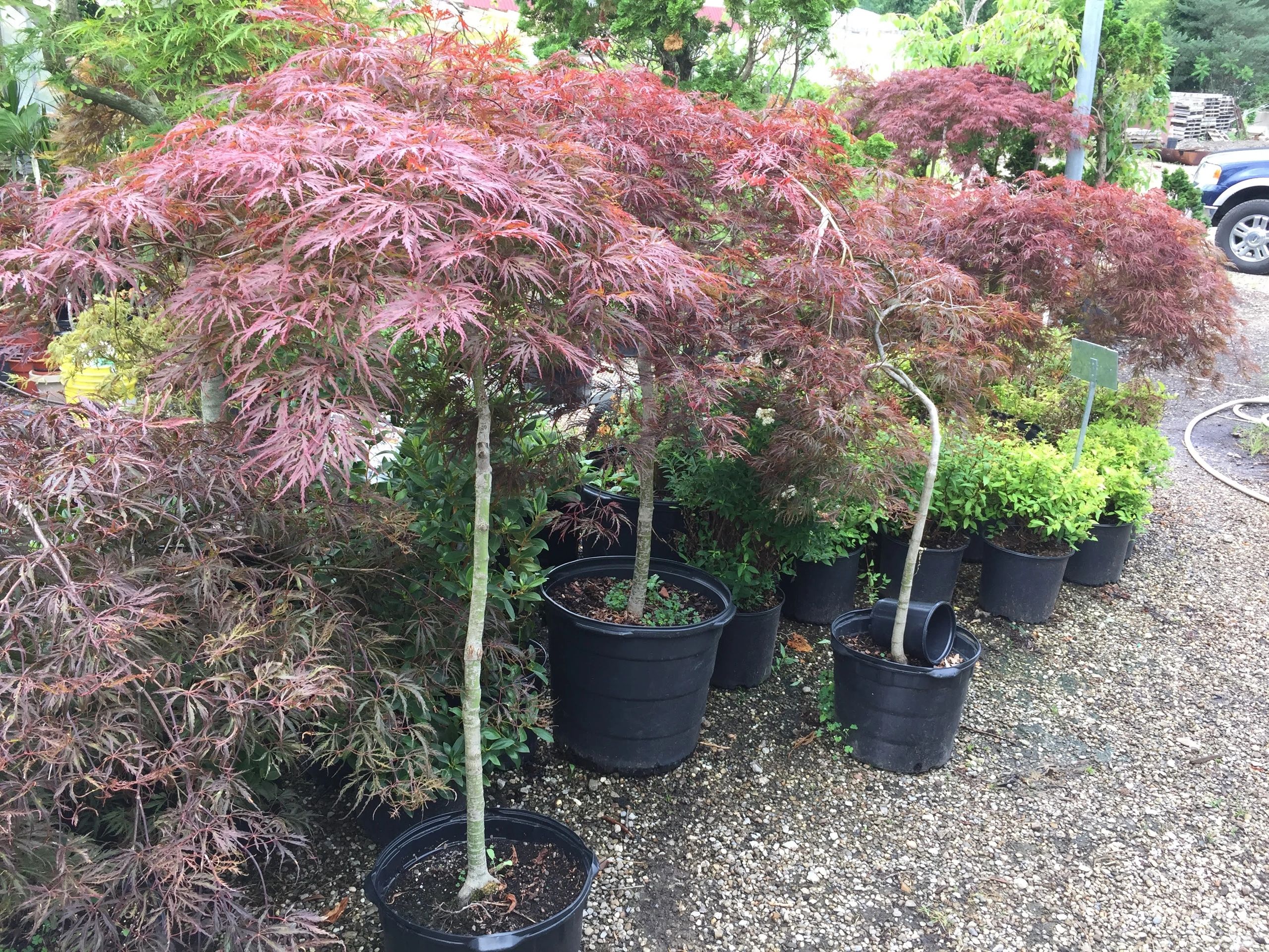 Maple Ridge Garden Center and Nursery Landscape, Garden