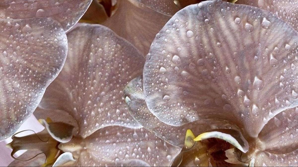 Buccal Massage Balance Remedial