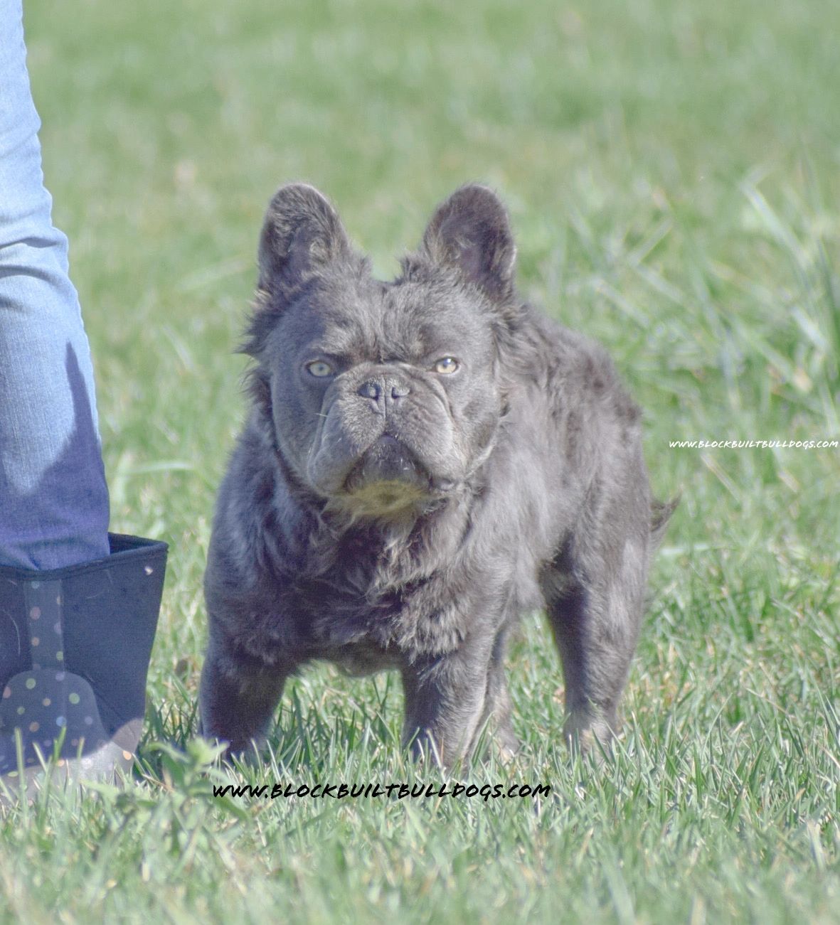 Fleek Frenchies  French Bulldogs for Sale – French Bulldogs for Sale