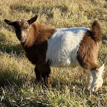 A brown and white goat standing on grass.