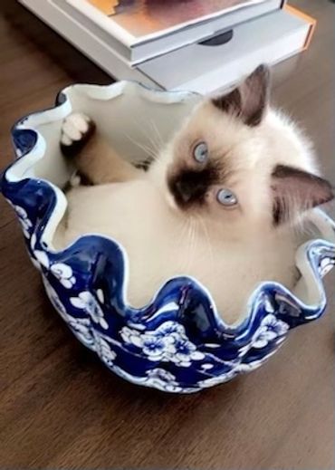 playful ragdoll kitten in a bowl