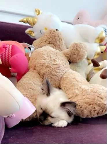 ragdoll kitten sleeping with toys