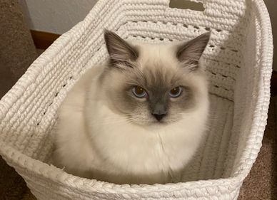 silly ragdoll kitten relaxing in a basket