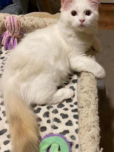 beautiful white kitten with a long tail