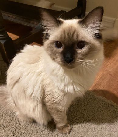 beautiful ragdoll kitten