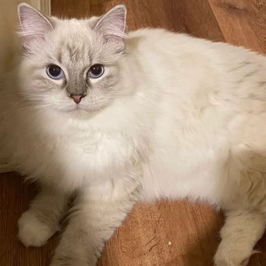 beautiful white cat with blue eyes