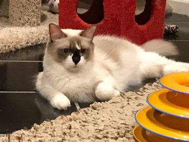 a lounging ragdoll kitten on the floor