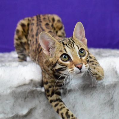 Bengal Cats For Sale - Reputable Breeders Near You – Purebred Kitties