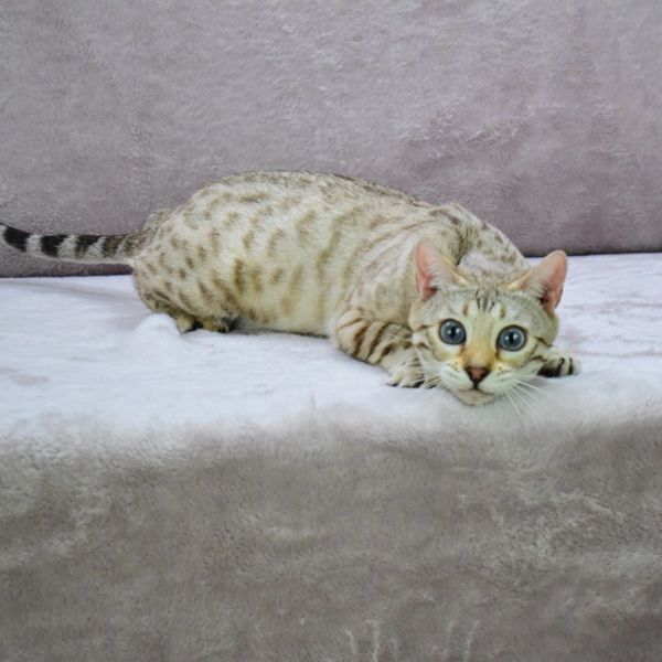 Cat with wide eyes lying on a bed.