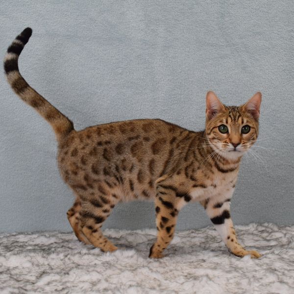 A spotted Bengal cat with a raised tail.