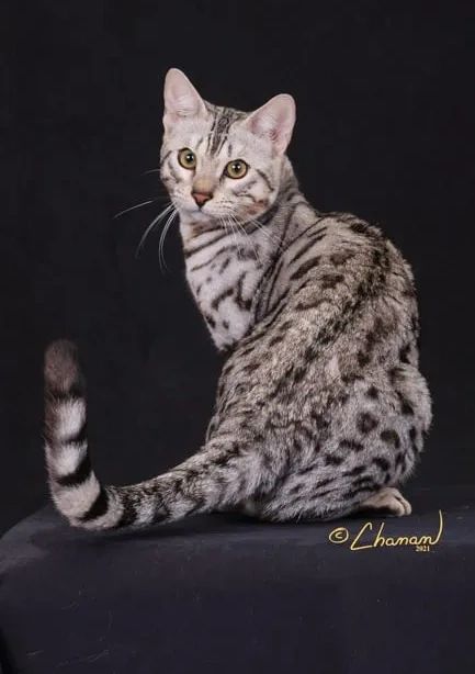 charcoal marble bengal cat