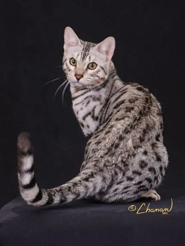 Silver Bengal Cats & Kittens for Sale 