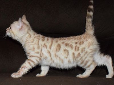 Bengal kittens for sale in Baltimore, MD