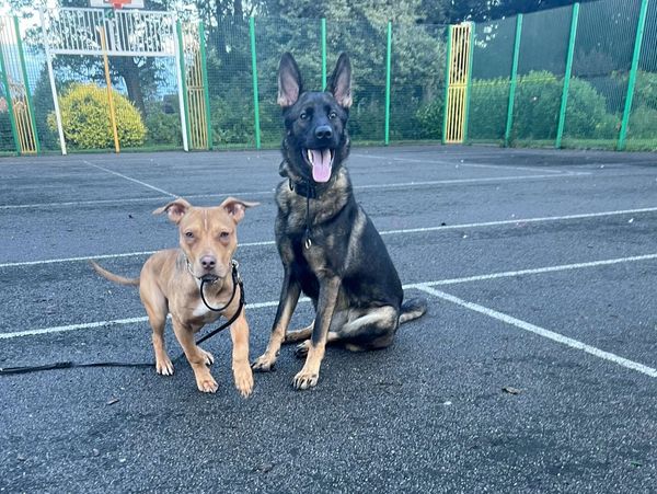 This is a photo of mt personal dog working with a 10 month old staffy X Pitbull on day 1 of training
