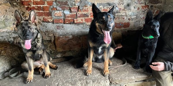 Sheba, Ammo & Raven 3 GSD with different jobs & backgrounds 