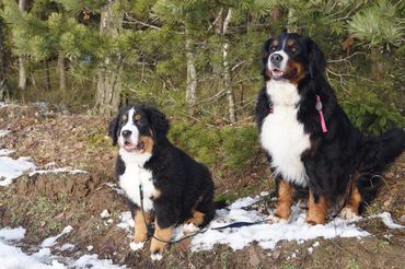 About us Emerald Liberty bmdpuppy.com
Emerald Liberty kennel bernese mountain dogs - the beginning