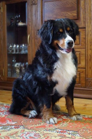 About us Emerald Liberty bmdpuppy.com
Emerald Liberty kennel bernese mountain dogs - the beginning