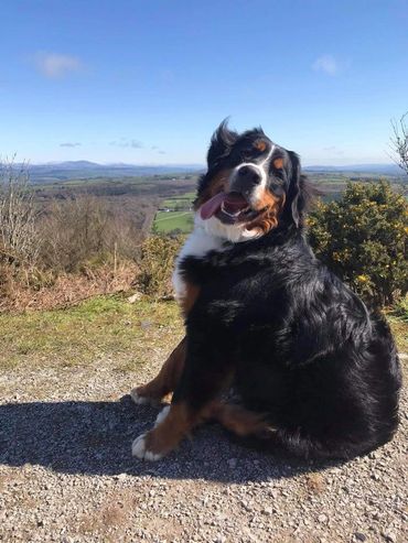 Graduates - Emerald Liberty bmdpuppy.com
Emerald Liberty kennel bernese mountain dogs - Liter C