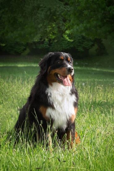 Graduates - Emerald Liberty bmdpuppy.com
Emerald Liberty kennel bernese mountain dogs - Liter C