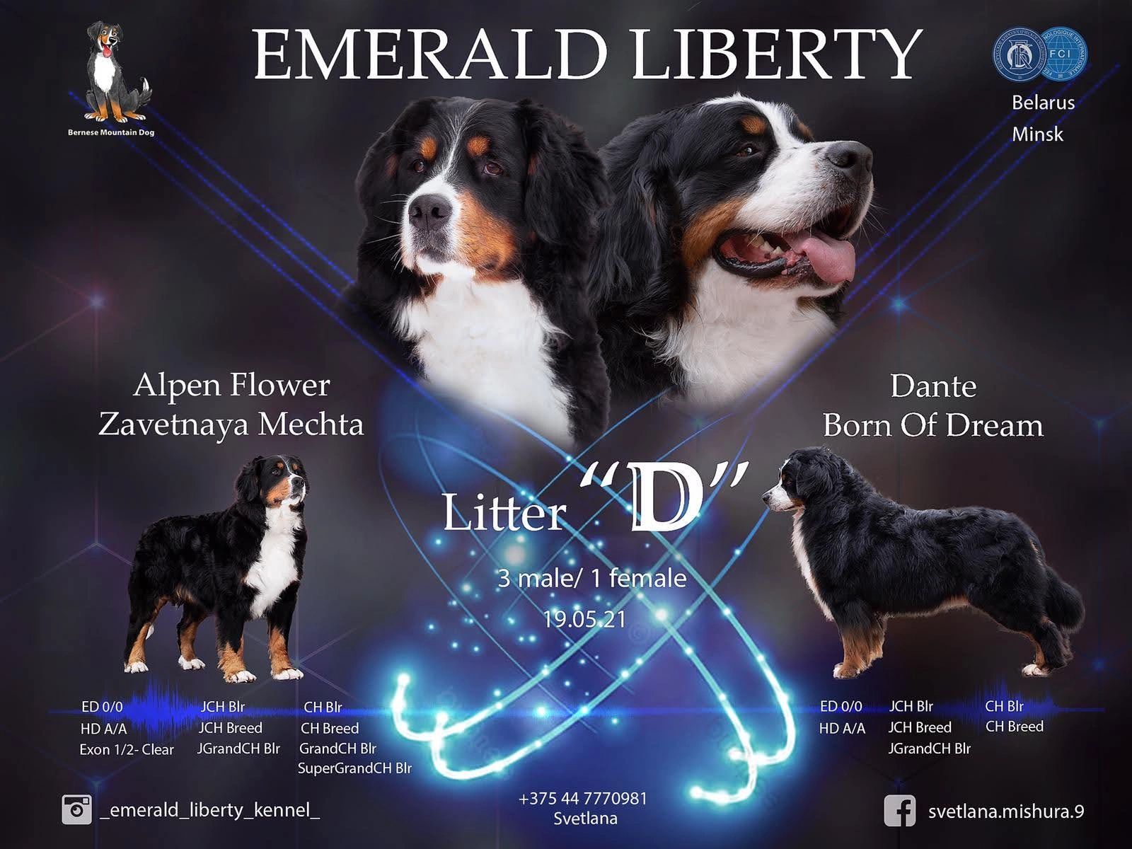 Parents Litter D Emerald Liberty bmdpuppy.com
Emerald Liberty kennel bernese mountain dogs - parents