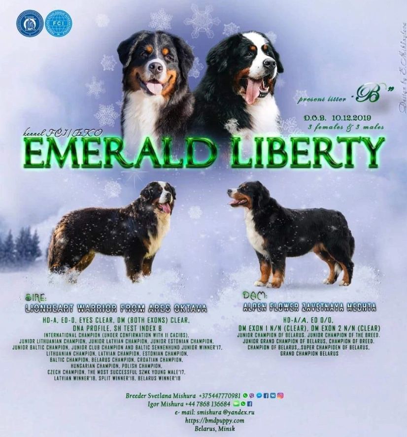 Emerald Liberty kennel bernese mountain dogs - puppies B - Parents