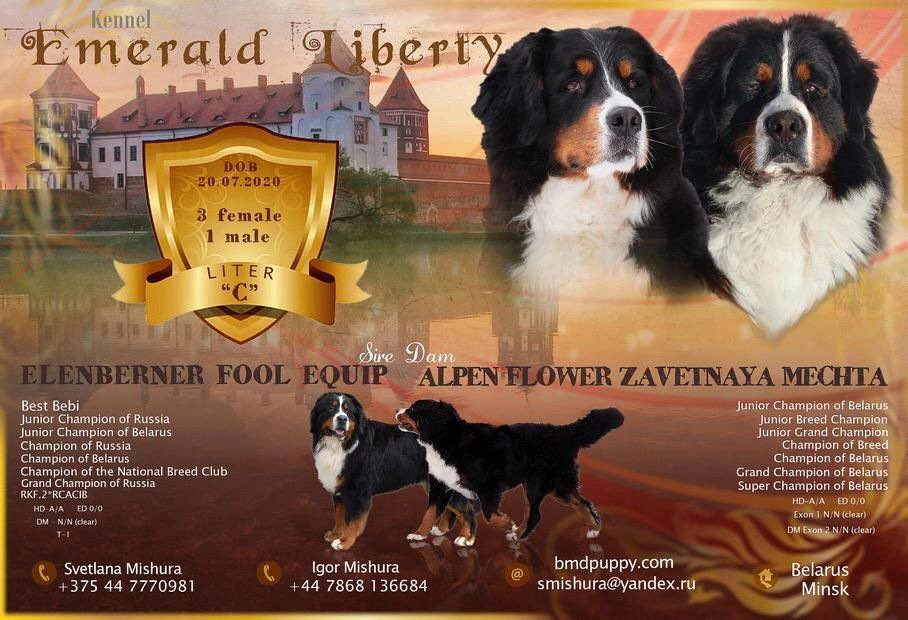 Emerald Liberty kennel bernese mountain dogs - puppies C - Parents