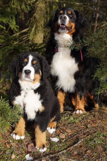 About us Emerald Liberty bmdpuppy.com
Emerald Liberty kennel bernese mountain dogs - the beginning