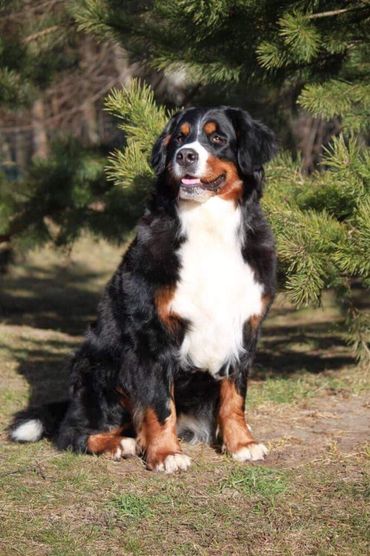 About us Emerald Liberty bmdpuppy.com
Emerald Liberty kennel bernese mountain dogs - the beginning