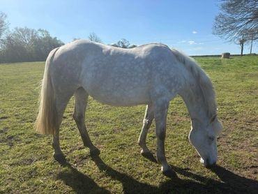A white horse grazing on grass in a sunny field.